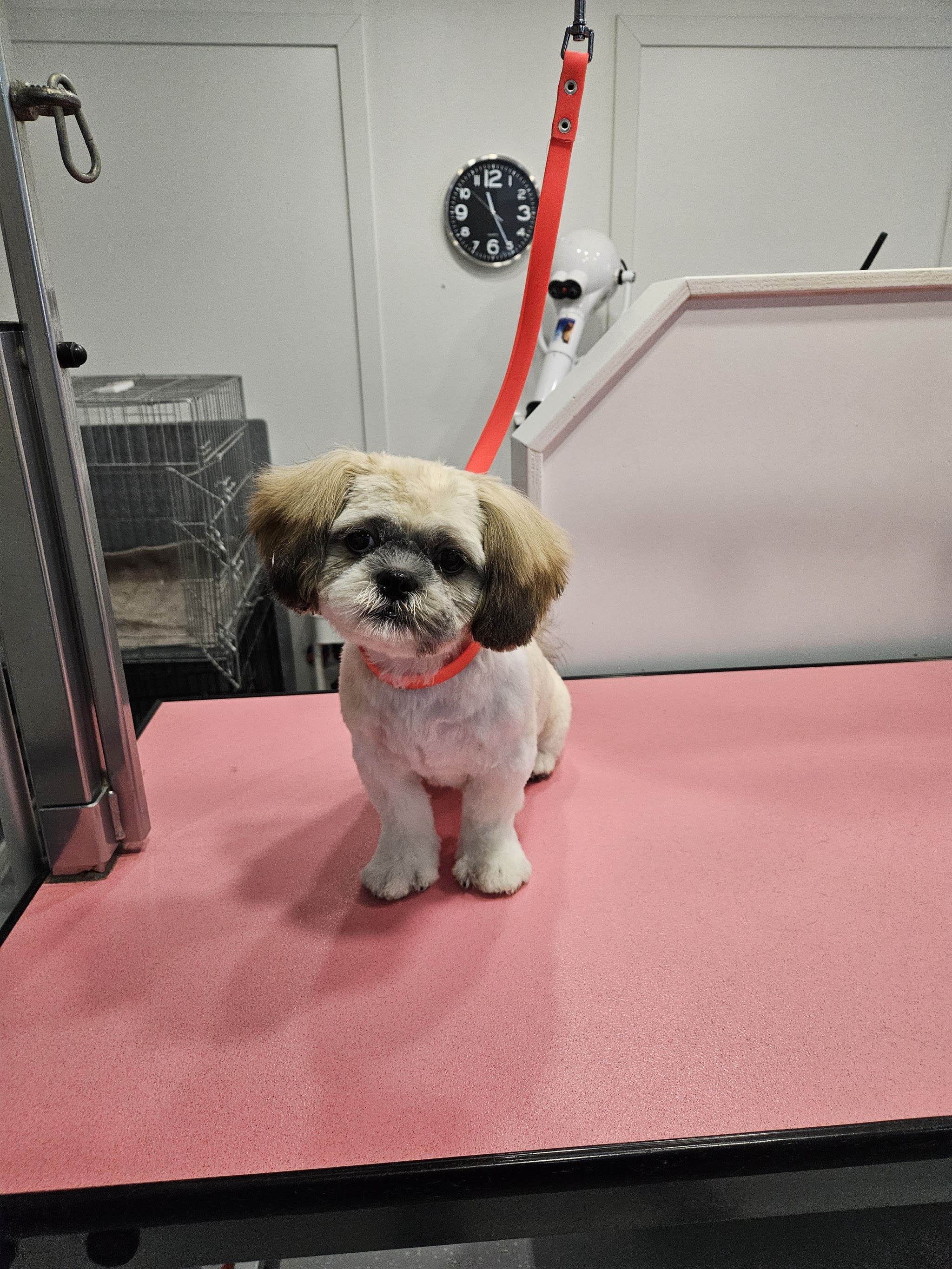 Een pas getrimde shih tzu met een roze halsband op de roze trimtafel in de salon
